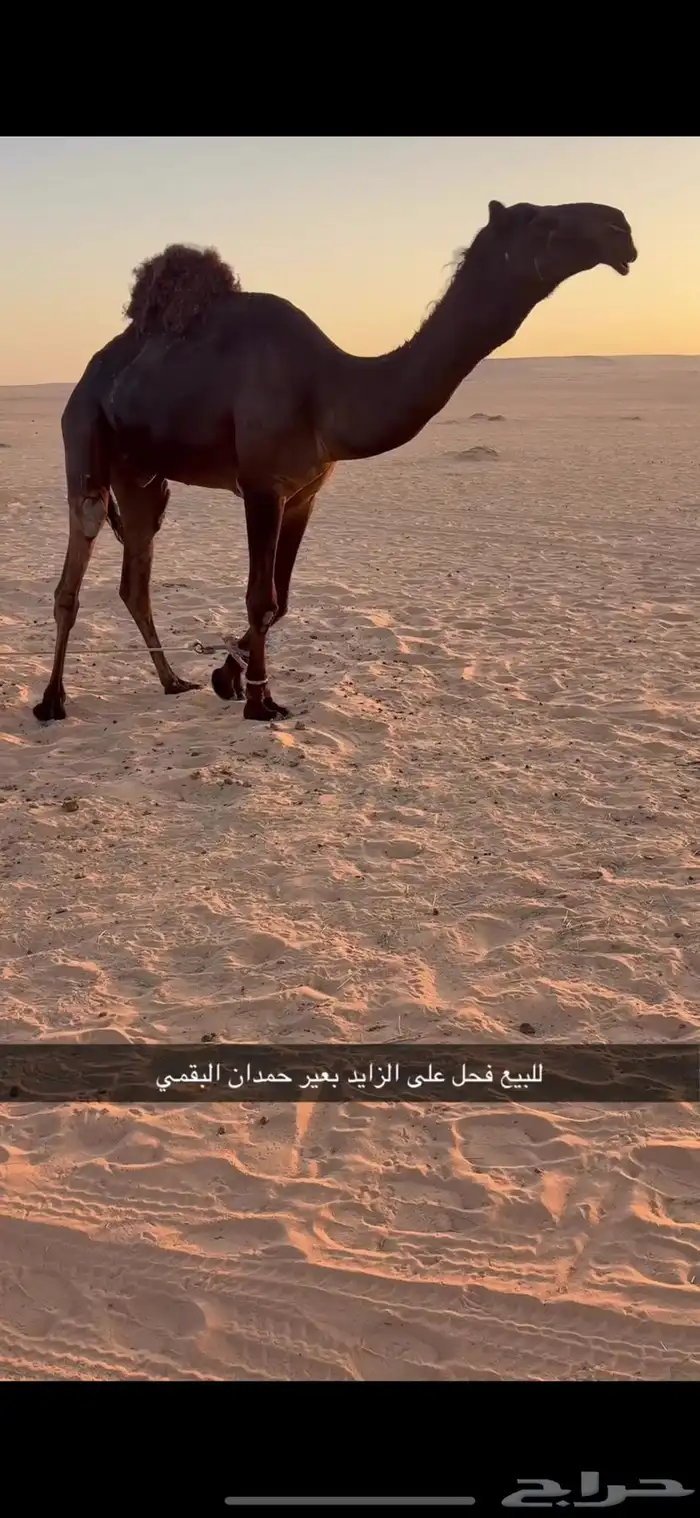 للبيع فحل مجهم على الزايد بعير حمدان البقمي 1