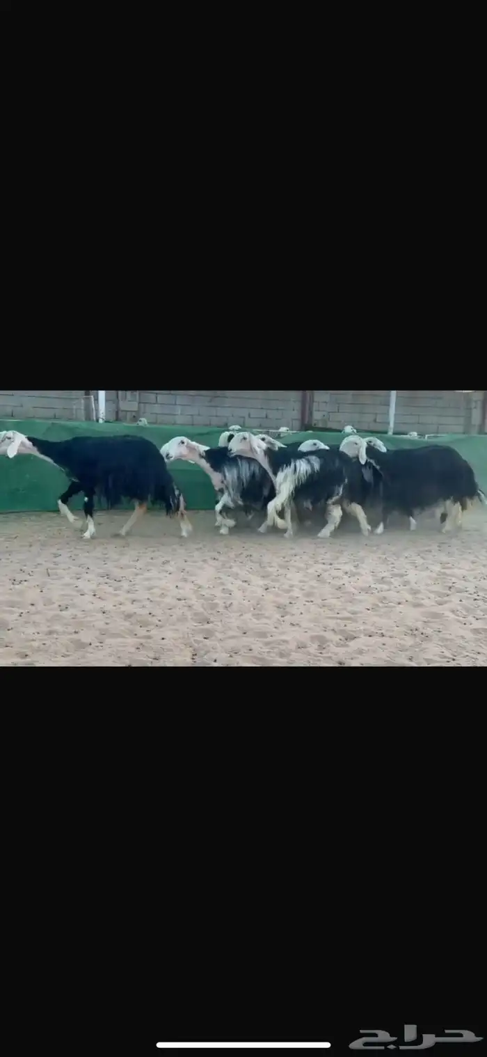 عرض بيع نجد 5