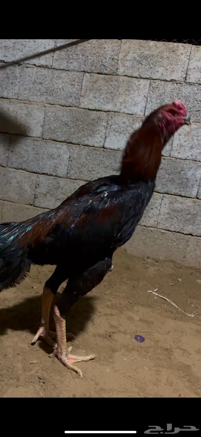 ديك شامو الماني 4