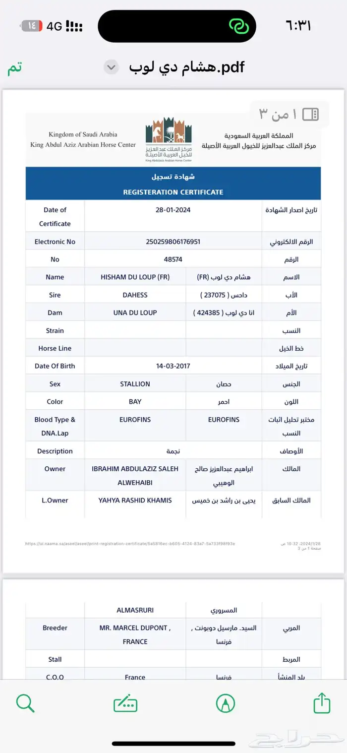 حصان واهو جزيري فرنسي 3