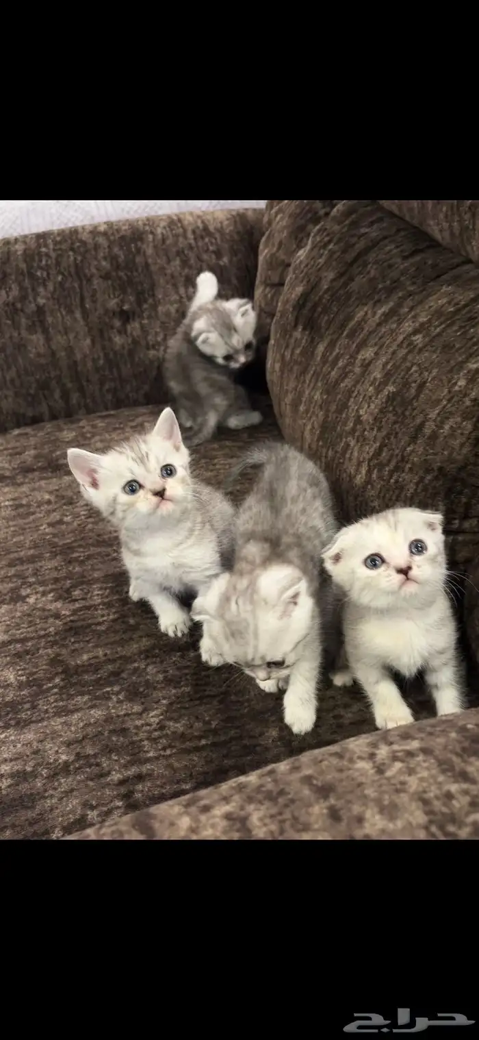 قطط كيتن سكوتش قولد للبيع 3