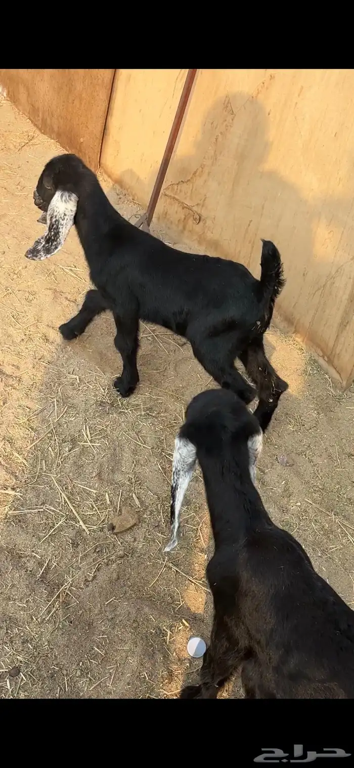 اثنين تيوس عوارض دواغير 4