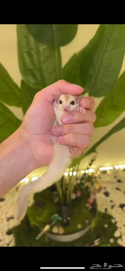 سنجاب طائر 0