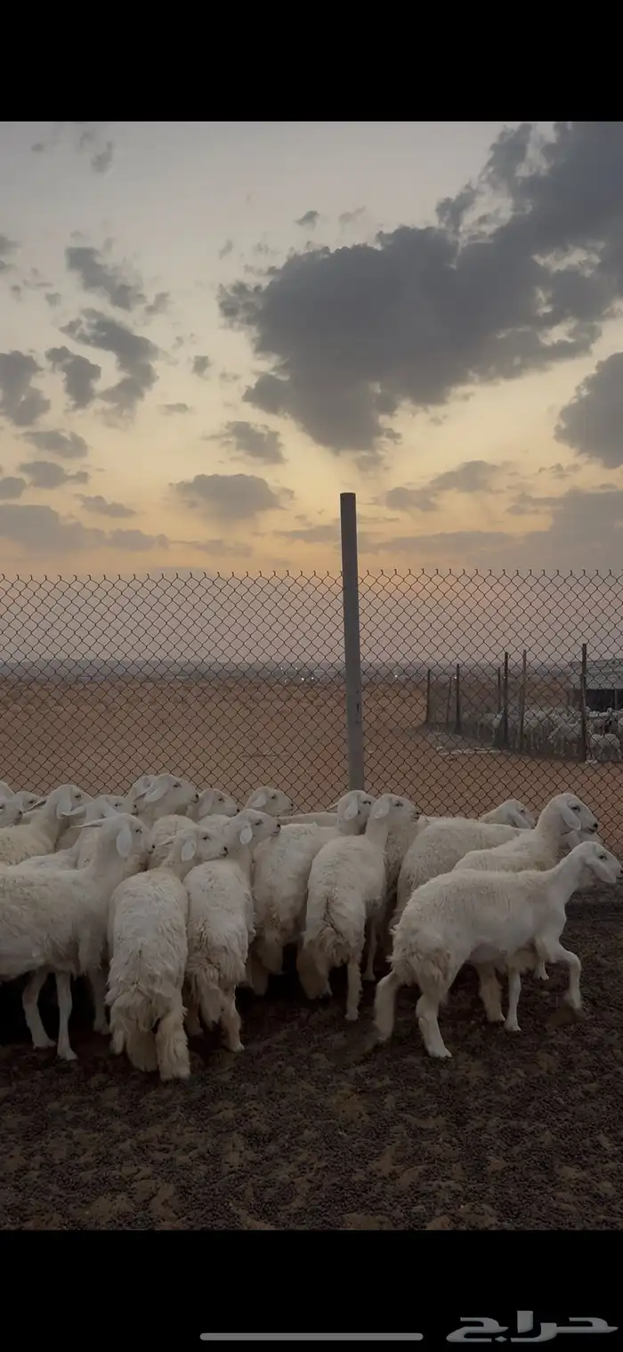 خرفان حريات بريه انتاج الغنم 0