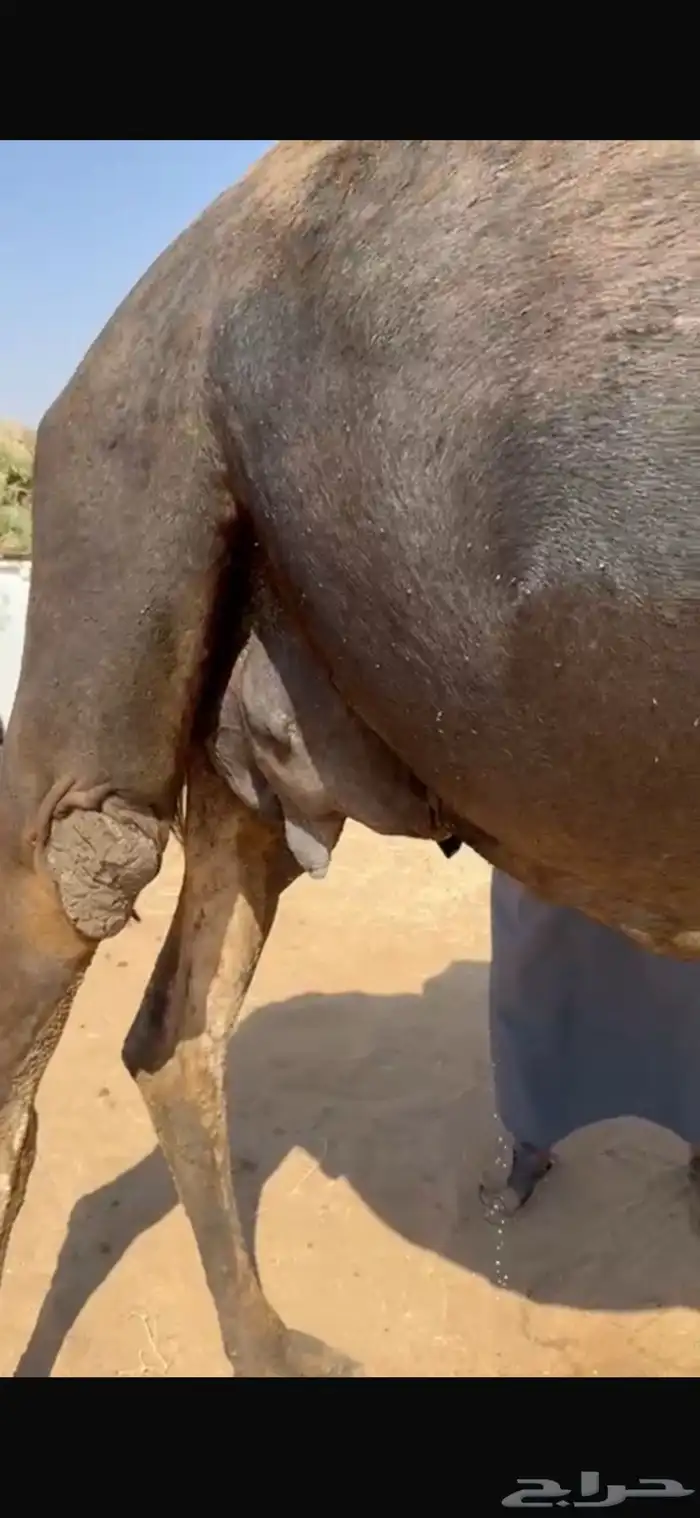 خلفه منيحه طيبهه 2