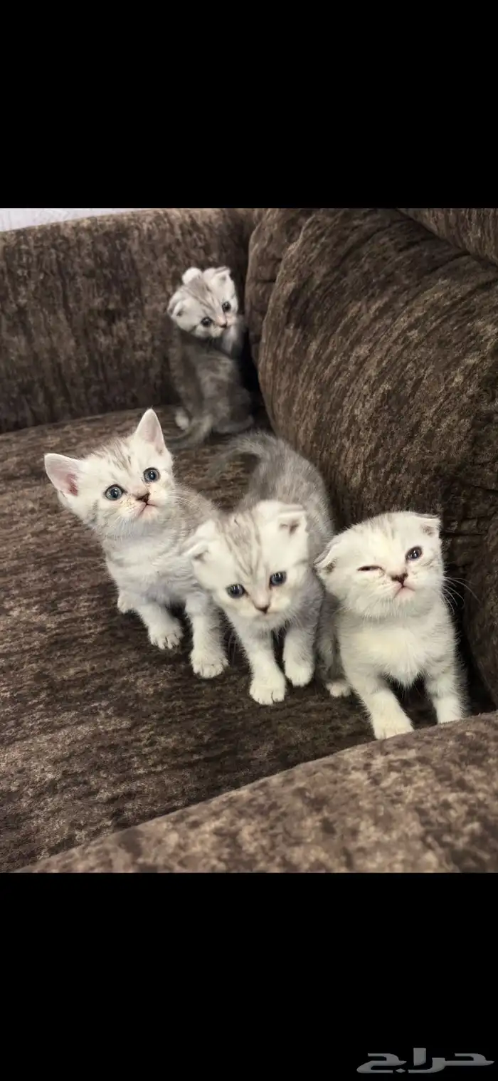 قطط كيتن سكوتش قولد للبيع 4