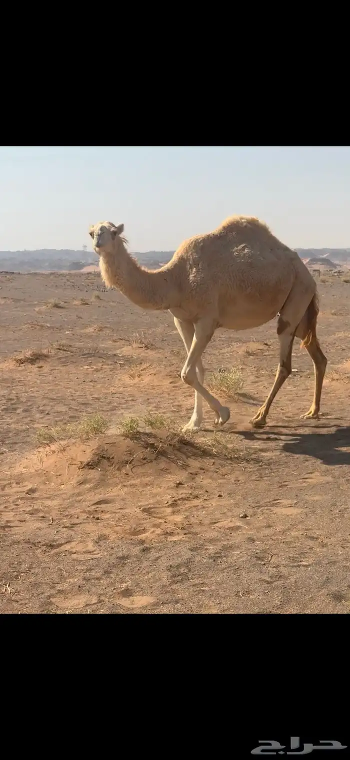 نياق متالي 1