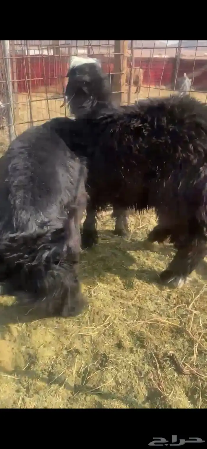 بهم نجد فاخر 2