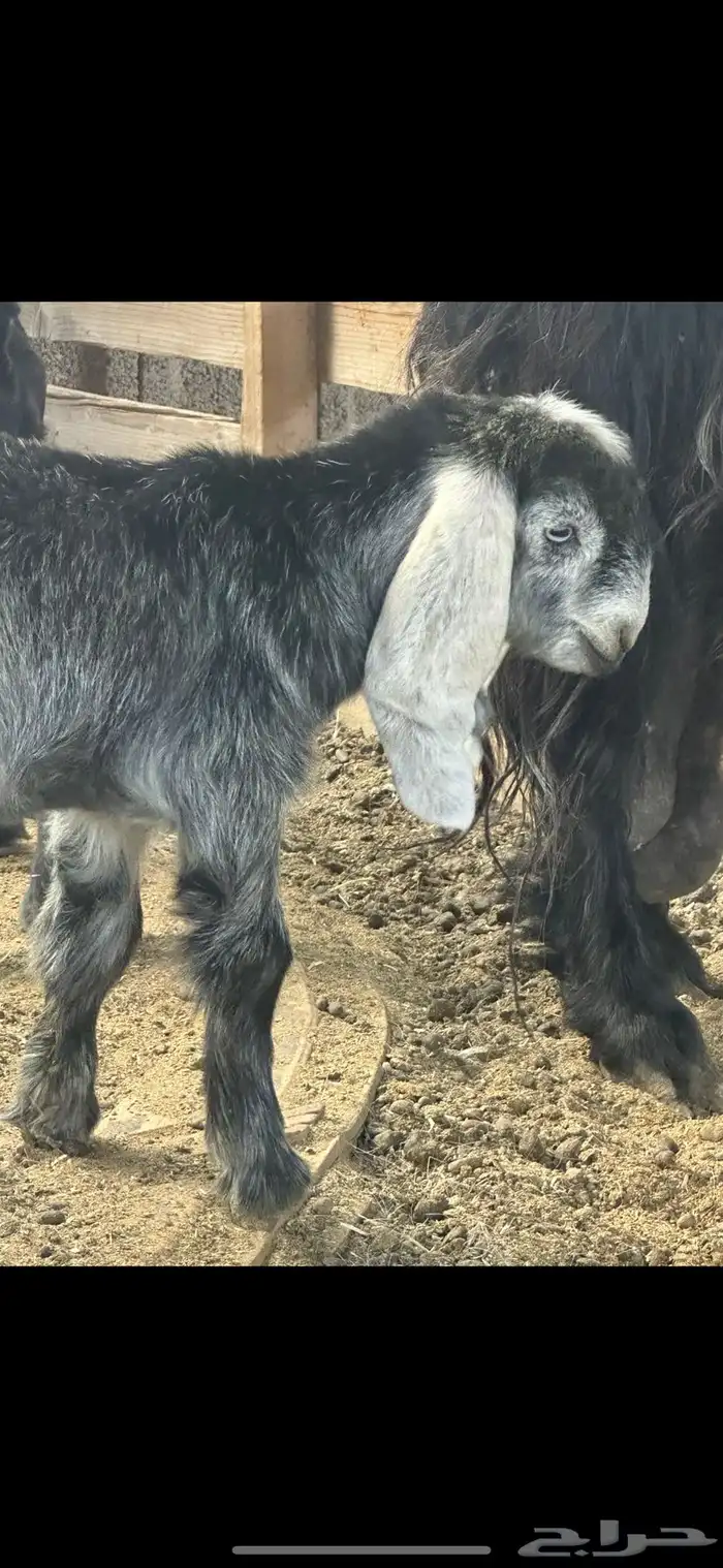 عنز مشروكه جرم والد معها جفرتين روم 3