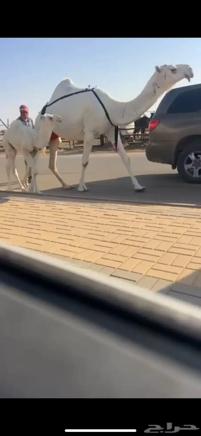 خلفه منيحه وكفو عليانيه حدرها قعود 0