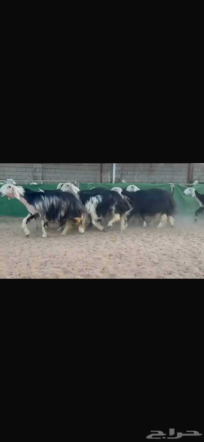 عرض بيع نجد 3