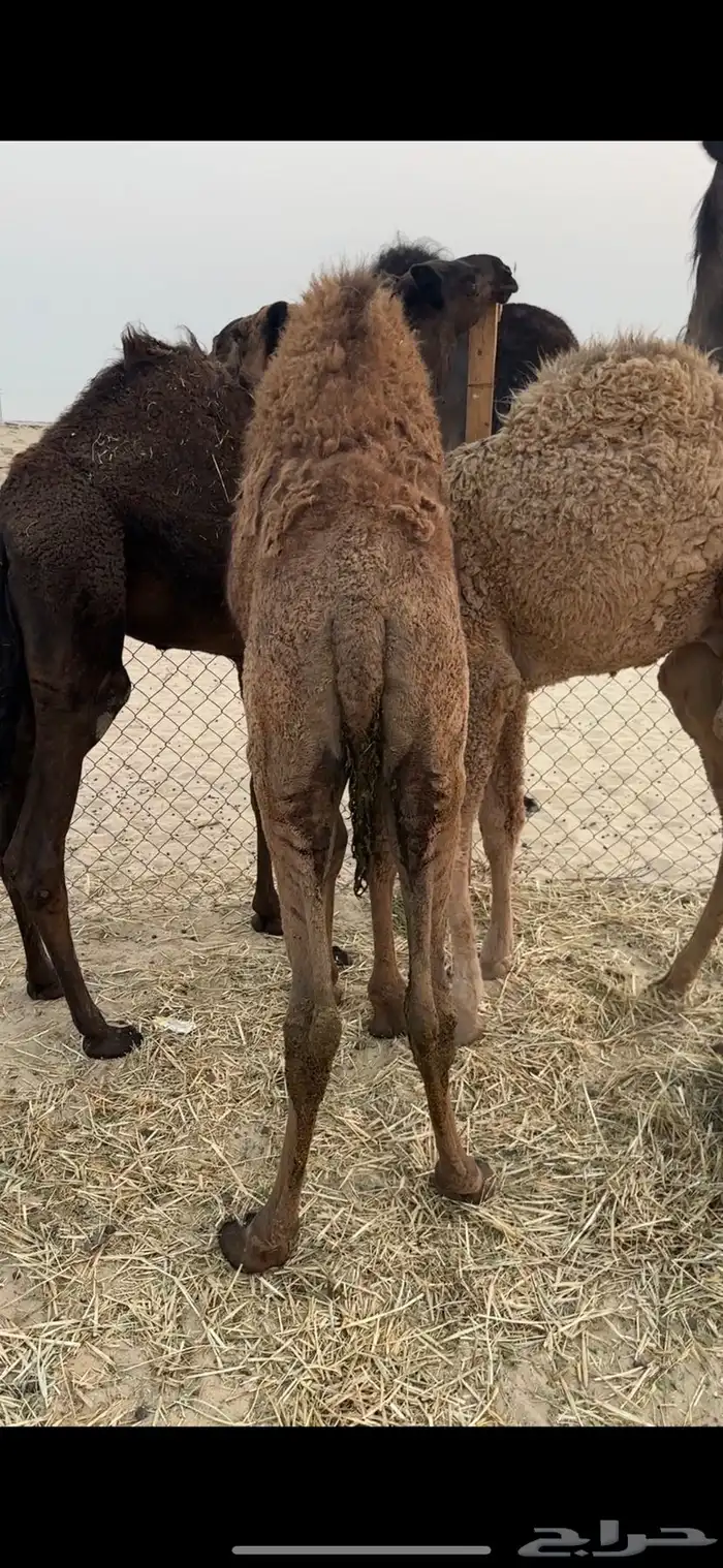 حشو قعدان 3 2