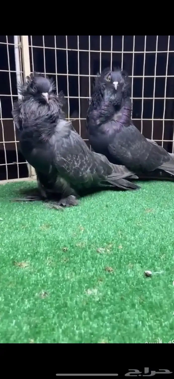 جوزين بلجيكي 0