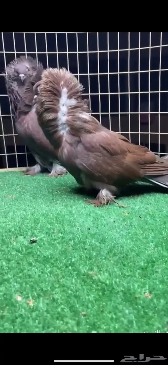 جوزين بلجيكي 3