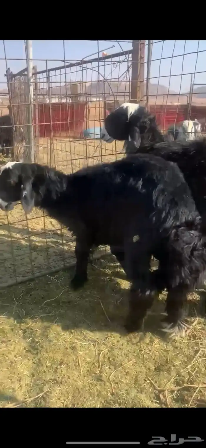 بهم نجد فاخر 0