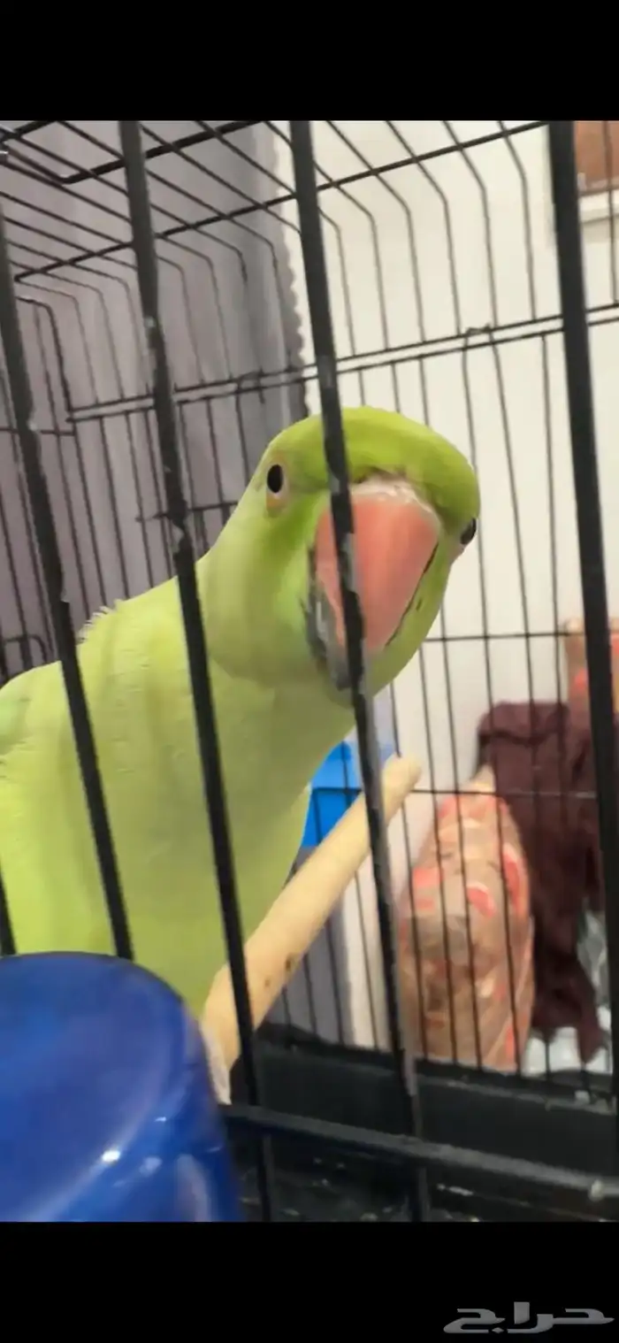 ببغاء الدرة 1