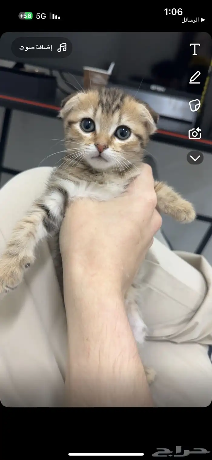 قطه سكوتش هجين 0