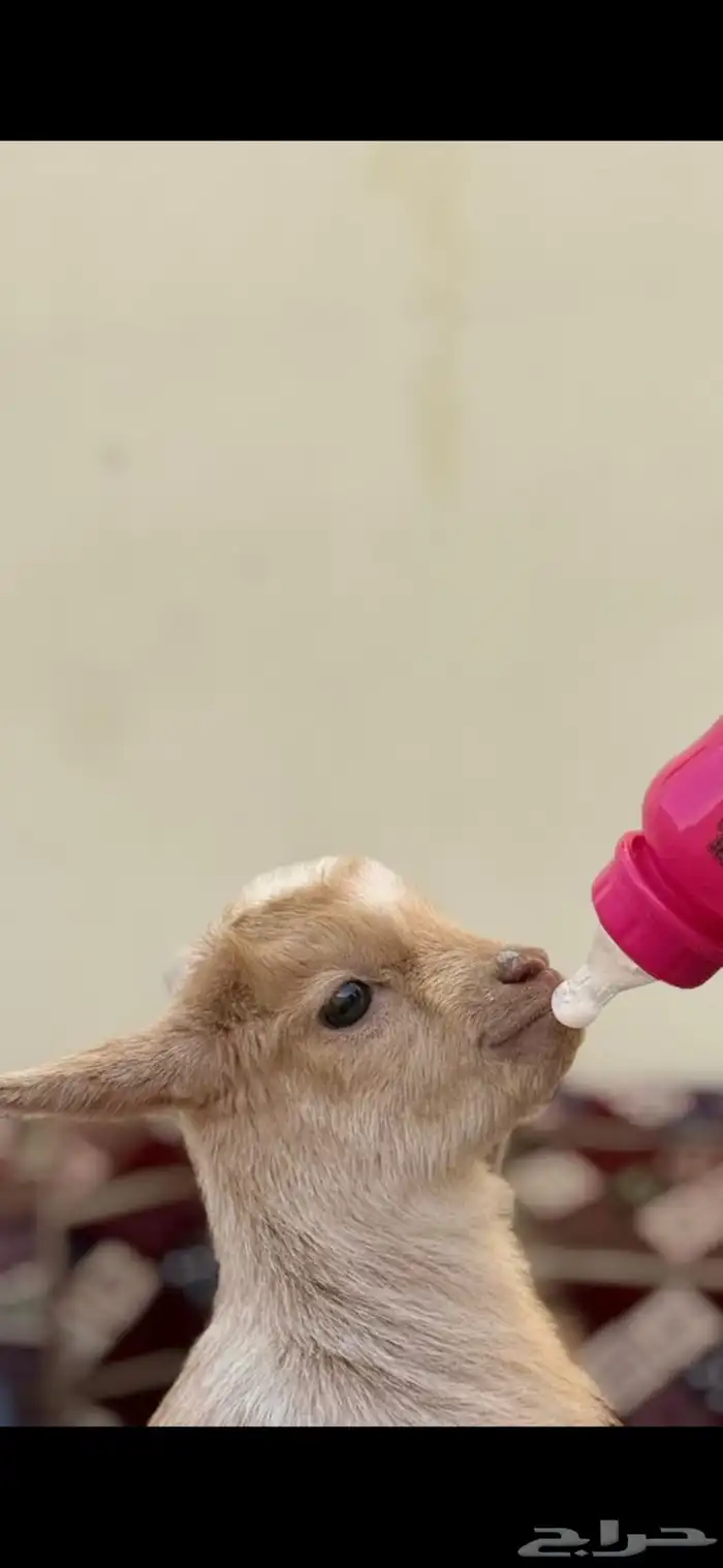 تيس قزمي صديق الأطفال 0