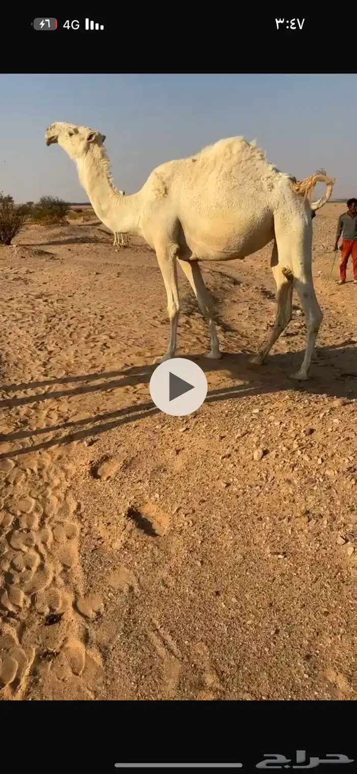 ناقه وضحى معشر كفو الموقع غرب الافلاج 1