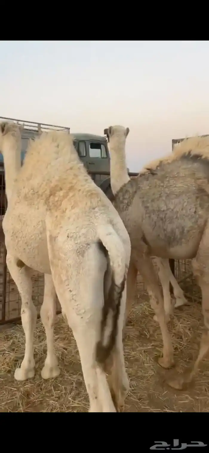 حشو بريه فاخره 0