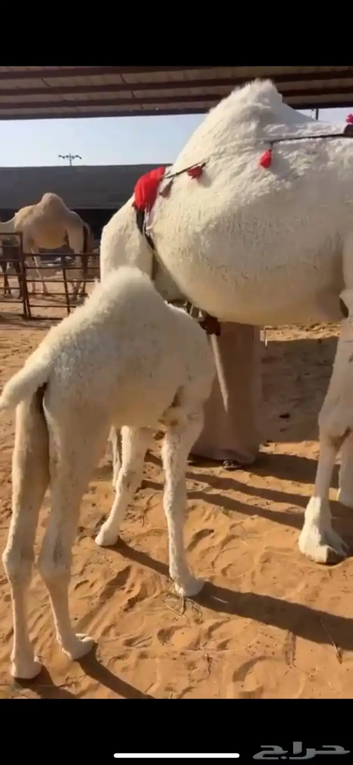 خلفه منيحه وكفو عليانيه حدرها قعود 1