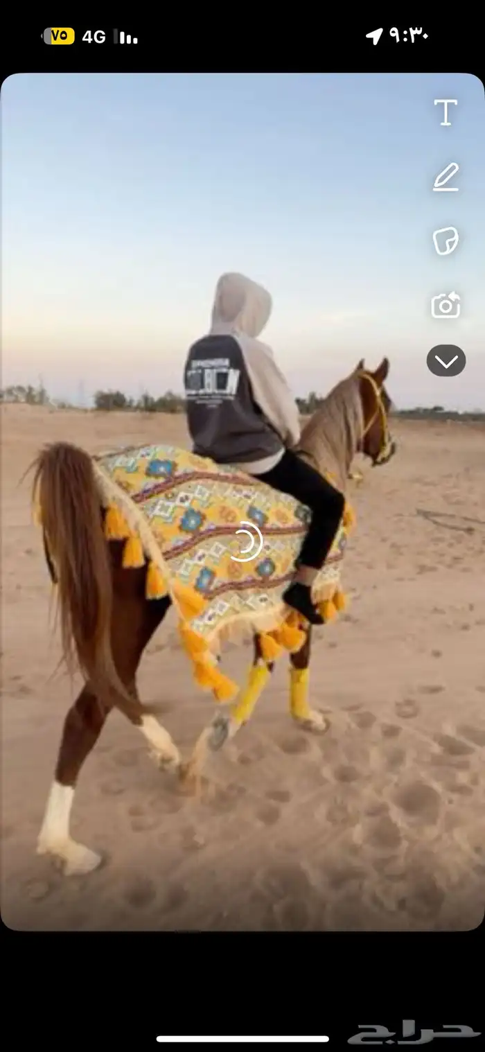 جلال خيل عربي 0