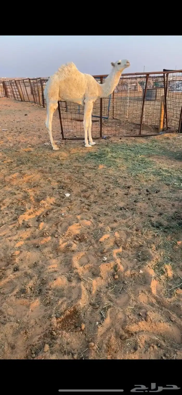 قعود وبكره 1