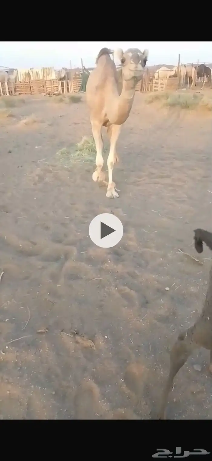 خلفه للبيع 0