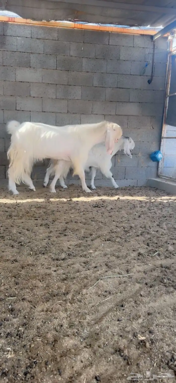 فحل مطور خصم نادر اجم 2