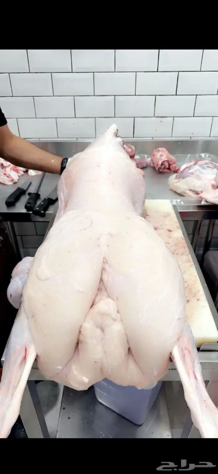 ذبايح نعيم وحريات ونجد 3