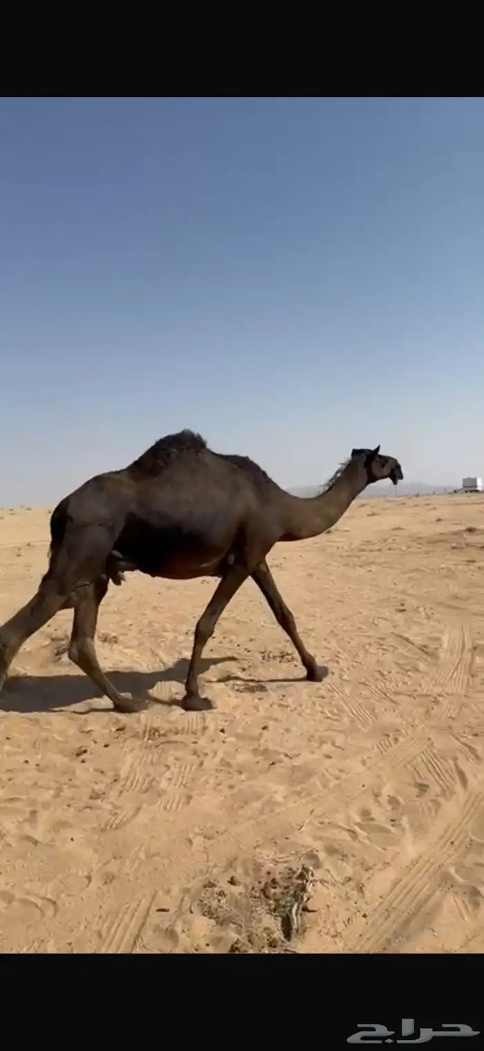 خلفه منيحه طيبهه 0