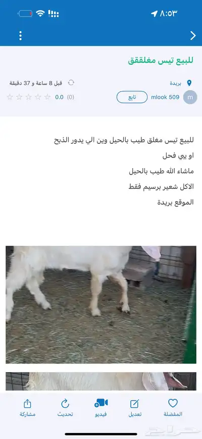 للبيع تيس شامي 0