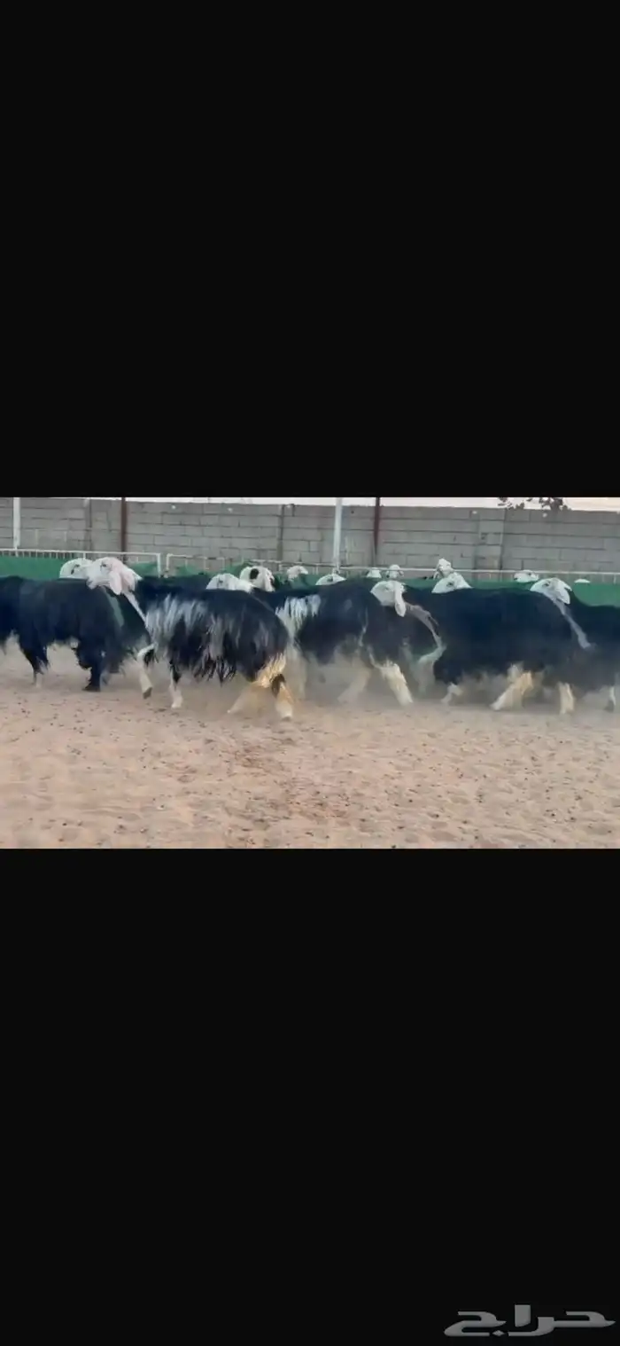 عرض بيع نجد 2