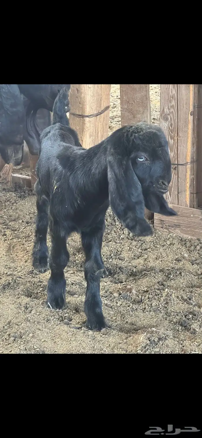 عنز مشروكه جرم والد معها جفرتين روم 2