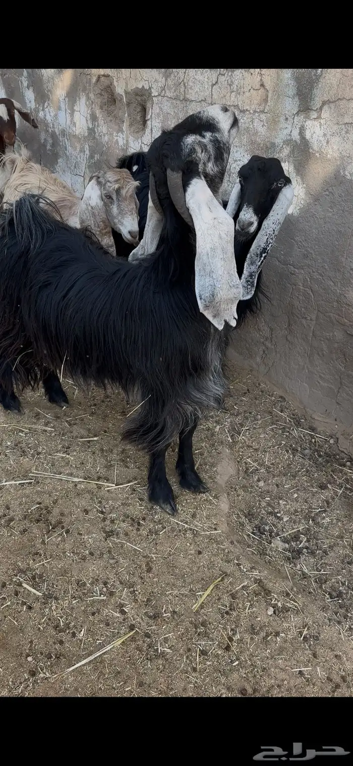 معزاء وحده جذعه و3 ثنوات دفيع 2