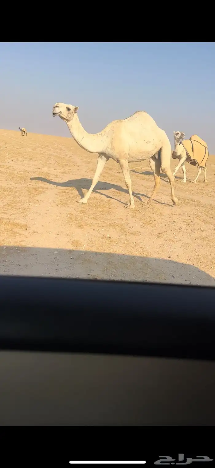 للبيع الشقحاء الضريبه مبيوع ولدها قبل شهرين 1