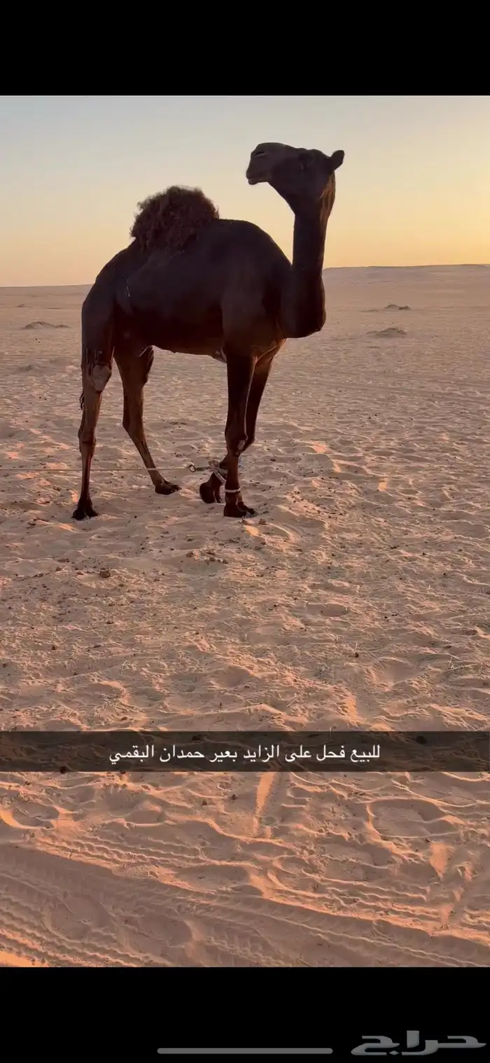 للبيع فحل مجهم على الزايد بعير حمدان البقمي 0