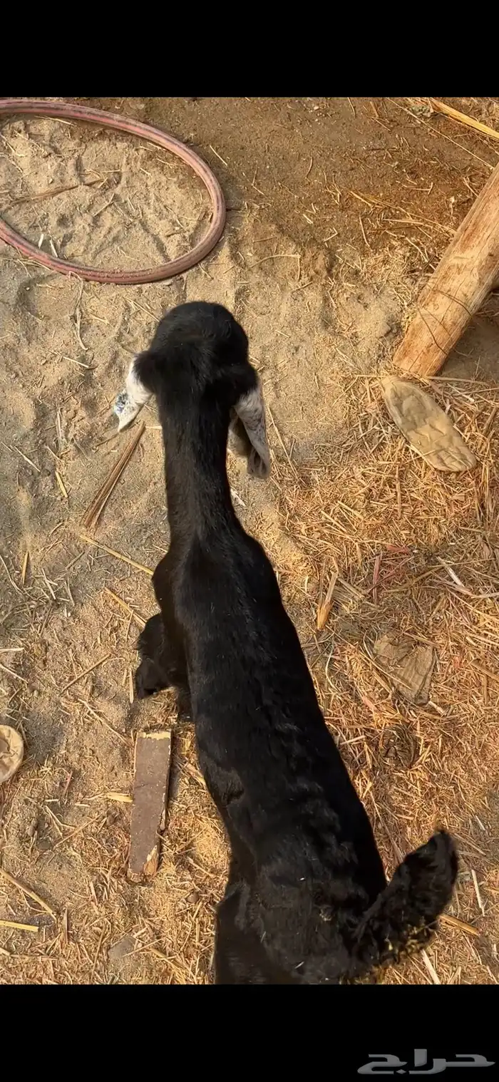 اثنين تيوس عوارض دواغير 0