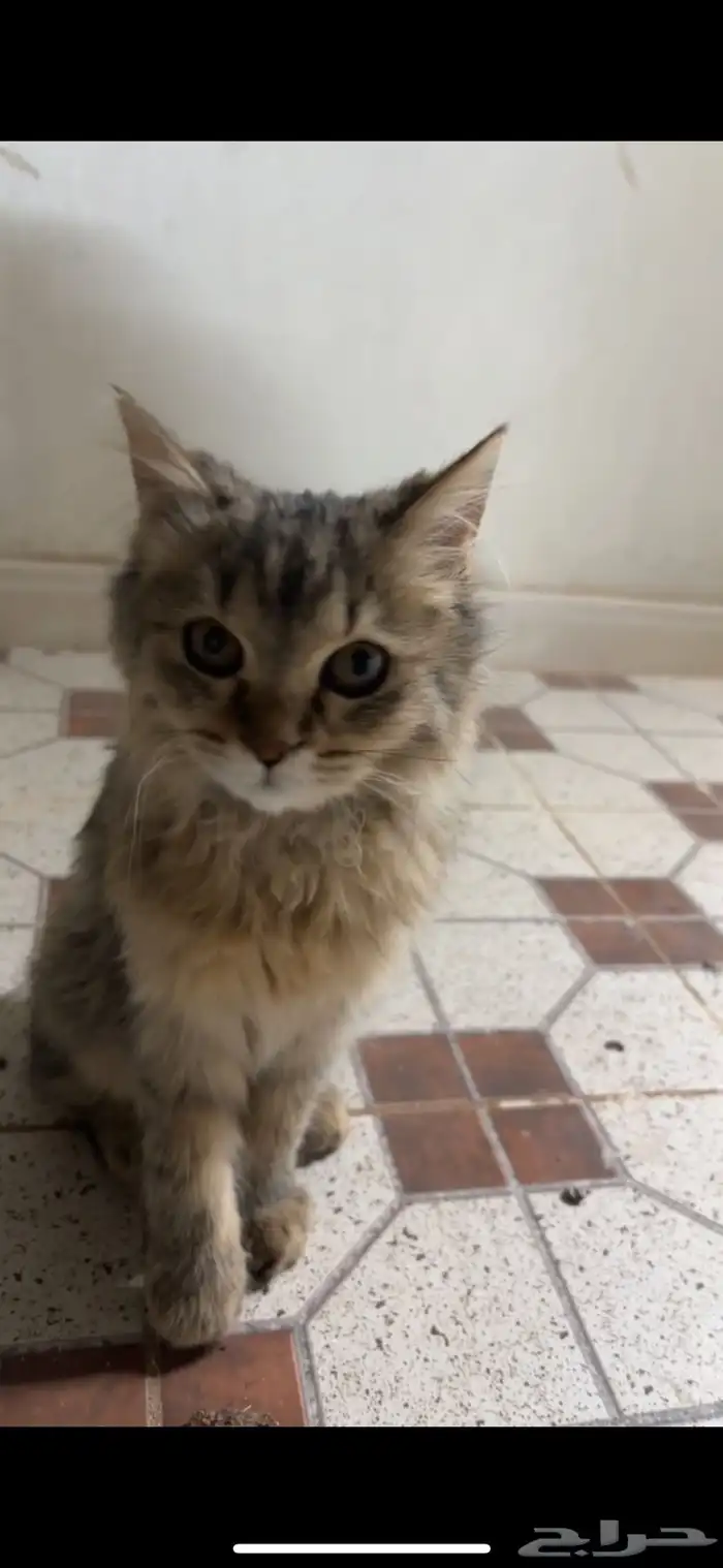 قط مفقود 0