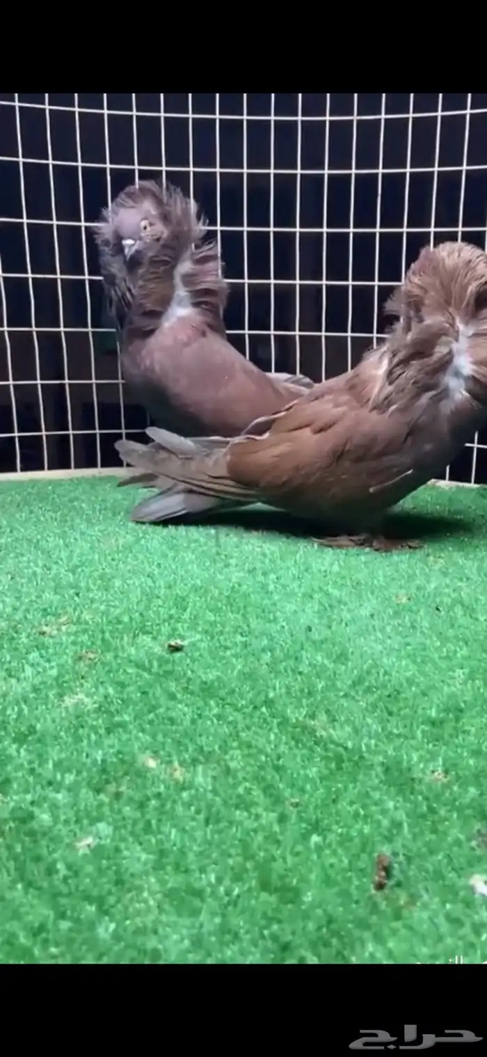 جوزين بلجيكي 2