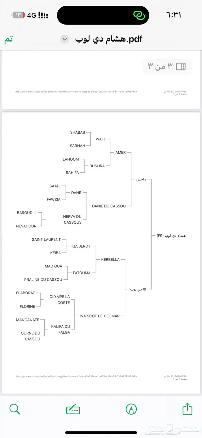 حصان واهو جزيري فرنسي 4