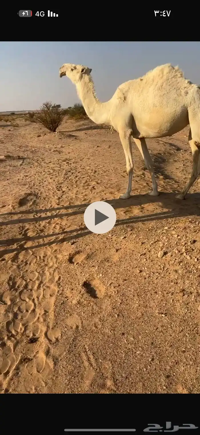 ناقه وضحى معشر كفو الموقع غرب الافلاج 0