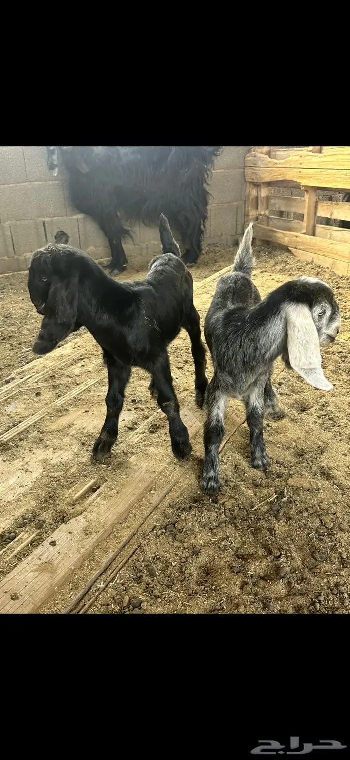 عنز مشروكه جرم والد معها جفرتين روم 1