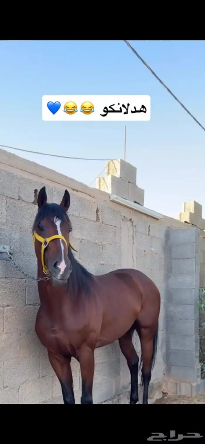 حصان للبيع 0