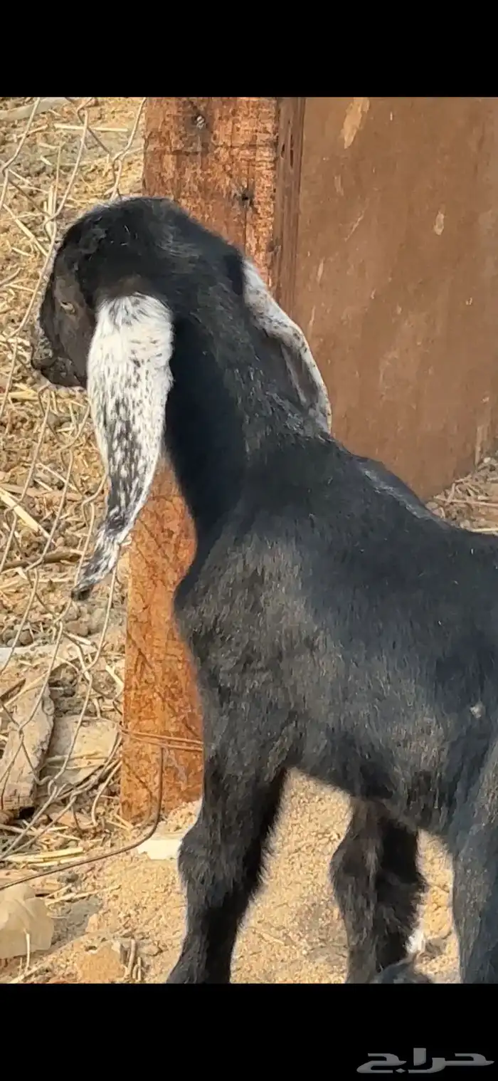 اثنين تيوس عوارض دواغير 1