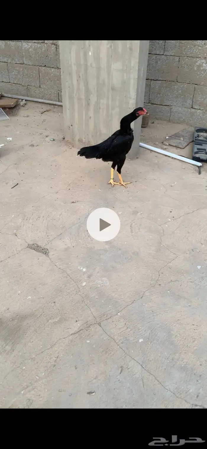 طقم شامو الماني هزاز 0