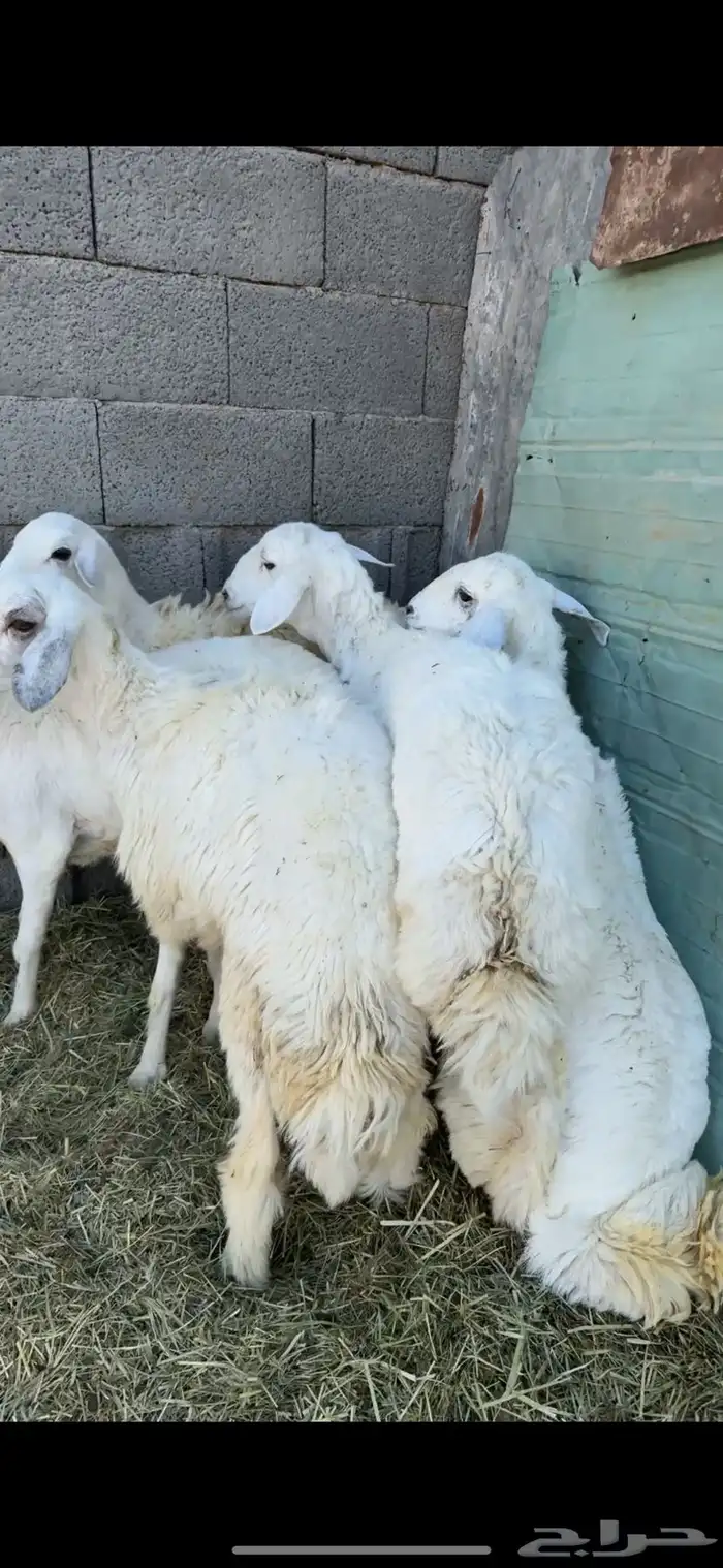 5 رخال جذع دفيع على السونار 0