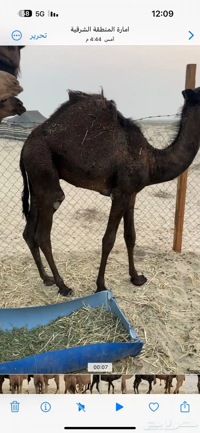 حشو قعدان 3 1