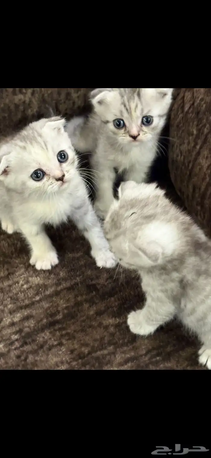 قطط كيتن سكوتش قولد للبيع 1