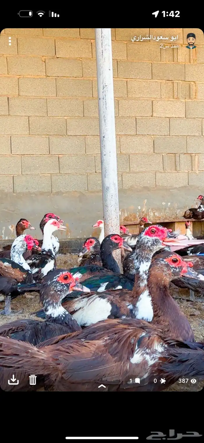 بط مصري بياض 1